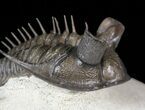 Top Quality Tower Eyed Erbenochile Trilobite #62933-4